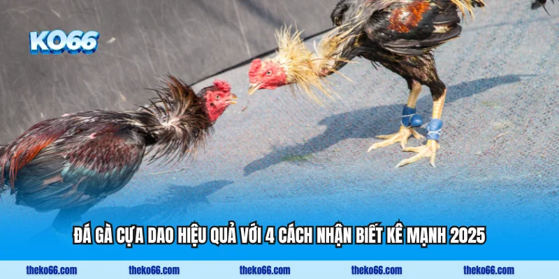 Đá Gà Cựa Dao Hiệu Quả Với 4 Cách Nhận Biết Kê Mạnh 2025